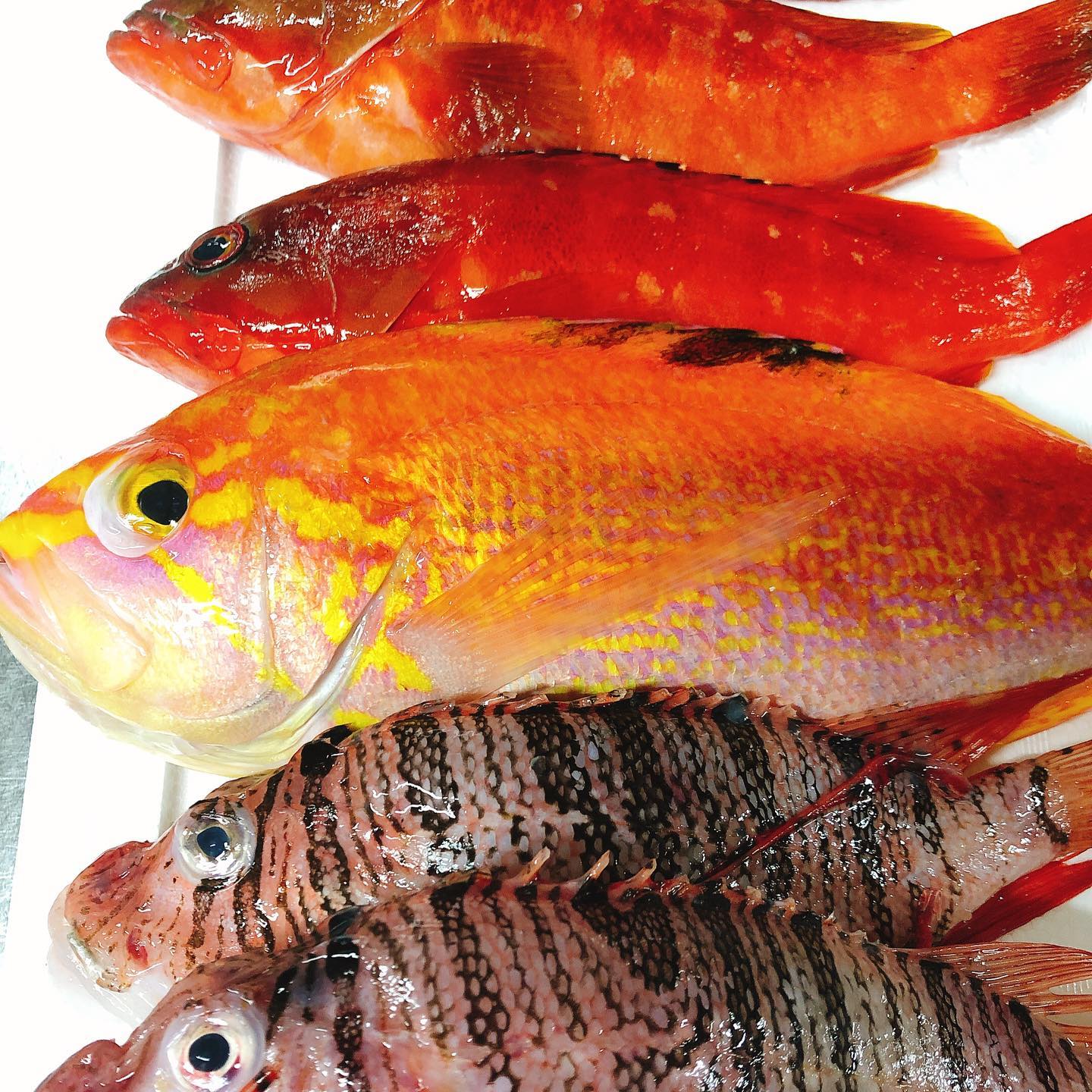 豊洲より新鮮なお魚が到着しました アカハタにアカイサキ ミノカサゴ 手長ダコ 中々マニアックなラインナップです やっぱり定番は丸ごとアクアパッツァ 間違いなく美味しいです タコはぶつ切りにしてフリットかなーと考えてます 週末もよろしくお願い致します 豊洲より新鮮なお魚が到着しました アカハタにアカイサキ ミノカサゴ 手長ダコ 中々マニアックなラインナップです やっぱり定番は丸ごとアクアパッツァ 間違いなく美味しいです タコはぶつ切りにしてフリットかなーと考えてます 週末もよろしくお願い致します