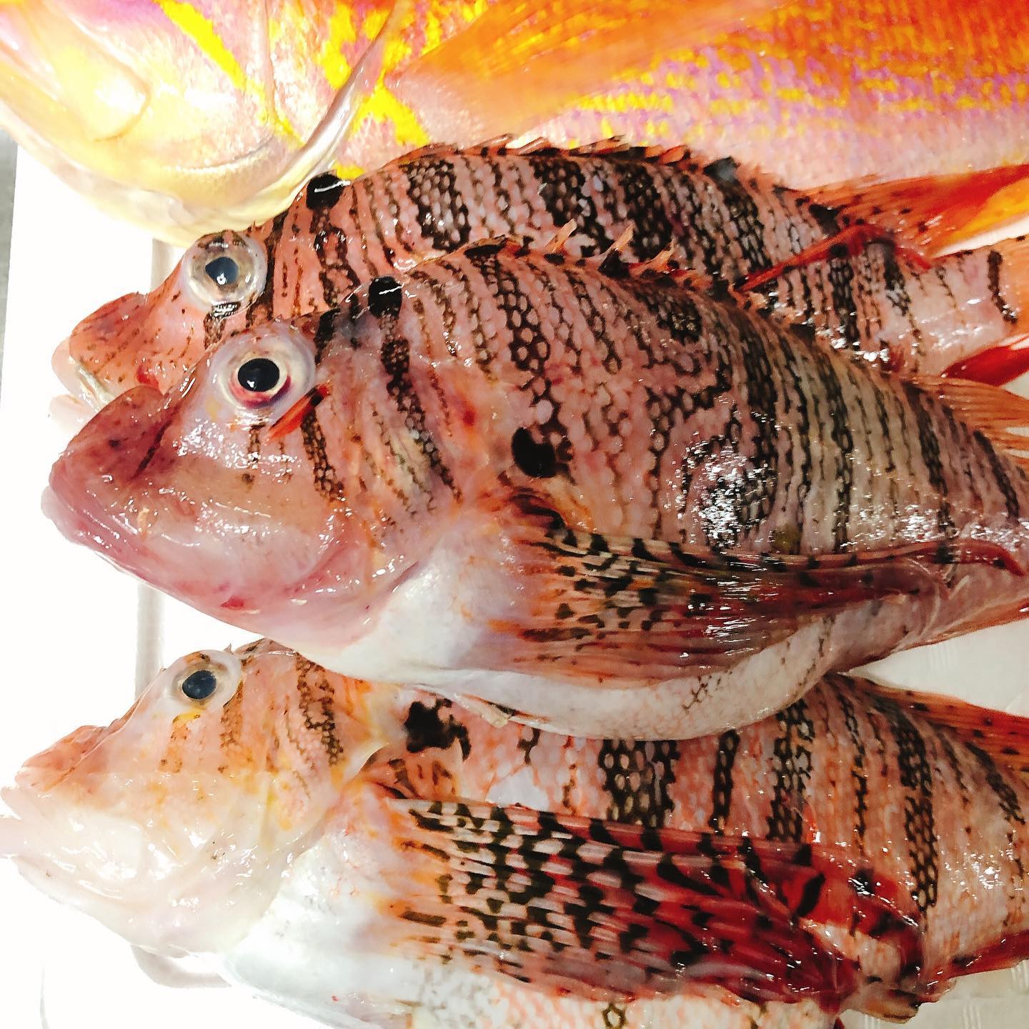 豊洲より新鮮なお魚が到着しました アカハタにアカイサキ ミノカサゴ 手長ダコ 中々マニアックなラインナップです やっぱり定番は丸ごとアクアパッツァ 間違いなく美味しいです タコはぶつ切りにしてフリットかなーと考えてます 週末もよろしくお願い致します 豊洲より新鮮なお魚が到着しました アカハタにアカイサキ ミノカサゴ 手長ダコ 中々マニアックなラインナップです やっぱり定番は丸ごとアクアパッツァ 間違いなく美味しいです タコはぶつ切りにしてフリットかなーと考えてます 週末もよろしくお願い致します