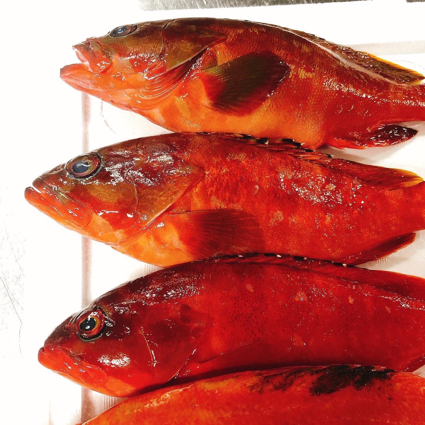 豊洲より新鮮なお魚が到着しました アカハタにアカイサキ ミノカサゴ 手長ダコ 中々マニアックなラインナップです やっぱり定番は丸ごとアクアパッツァ 間違いなく美味しいです タコはぶつ切りにしてフリットかなーと考えてます 週末もよろしくお願い致します 豊洲より新鮮なお魚が到着しました アカハタにアカイサキ ミノカサゴ 手長ダコ 中々マニアックなラインナップです やっぱり定番は丸ごとアクアパッツァ 間違いなく美味しいです タコはぶつ切りにしてフリットかなーと考えてます 週末もよろしくお願い致します